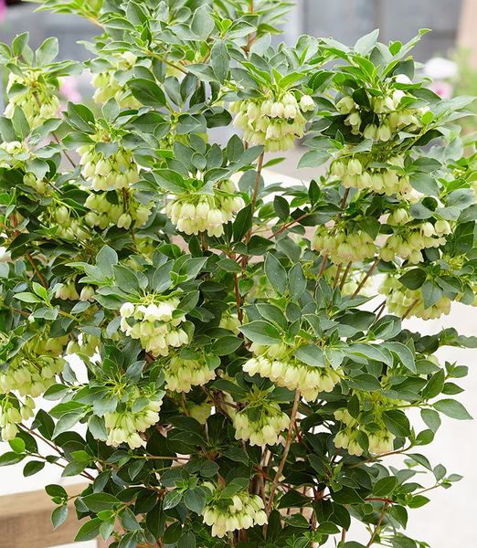 Enkianthus campanulatus 'Prettycoat'